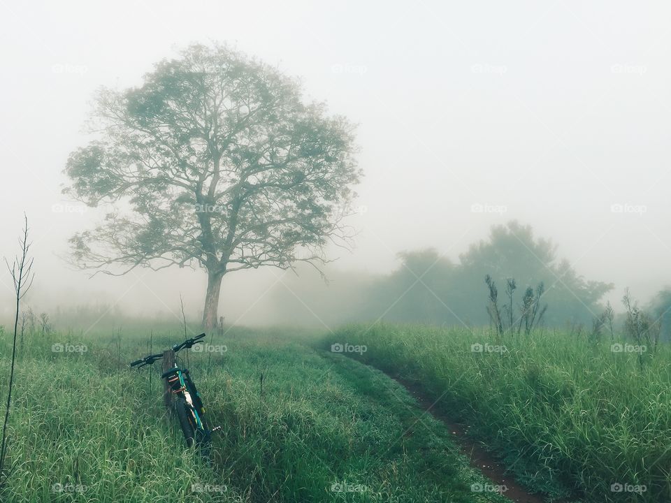 The bicycle, the tree and the fog early in the morning 