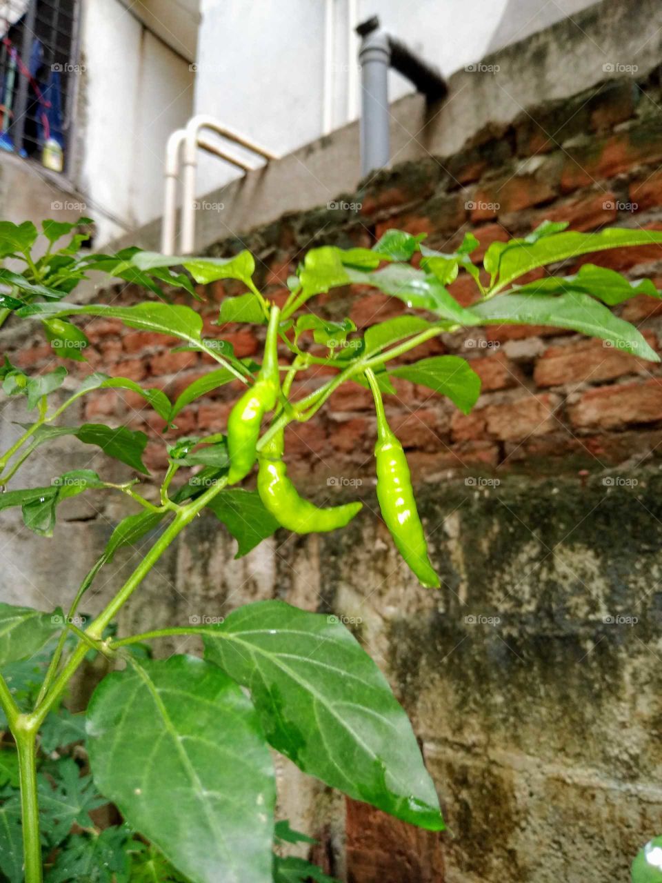 chillies on the chillie plant