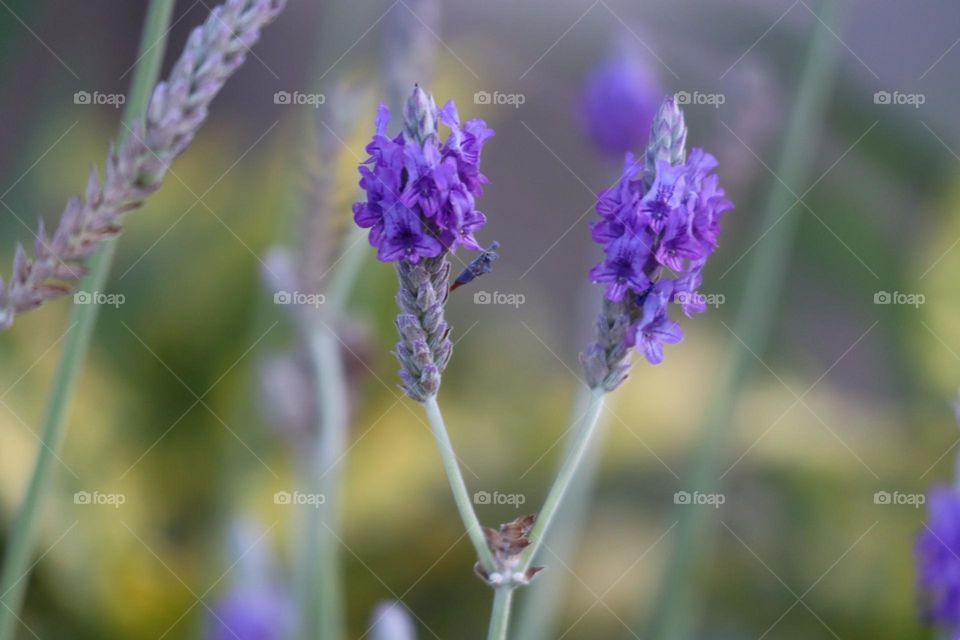 Lavender flowers