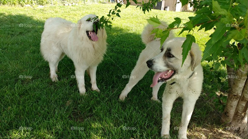 LGD Great Pyrenees relaxing in shade