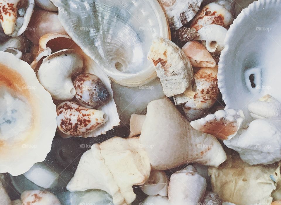 Shells 