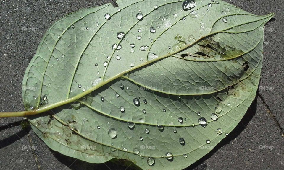 moar  leaf