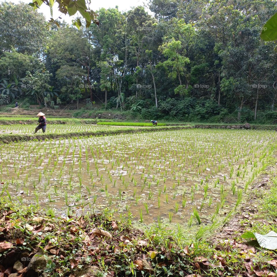 Views of rice fields with beautiful natural surroundings