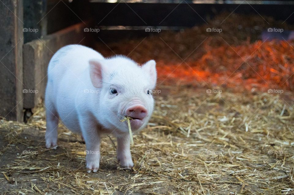 beautiful pig