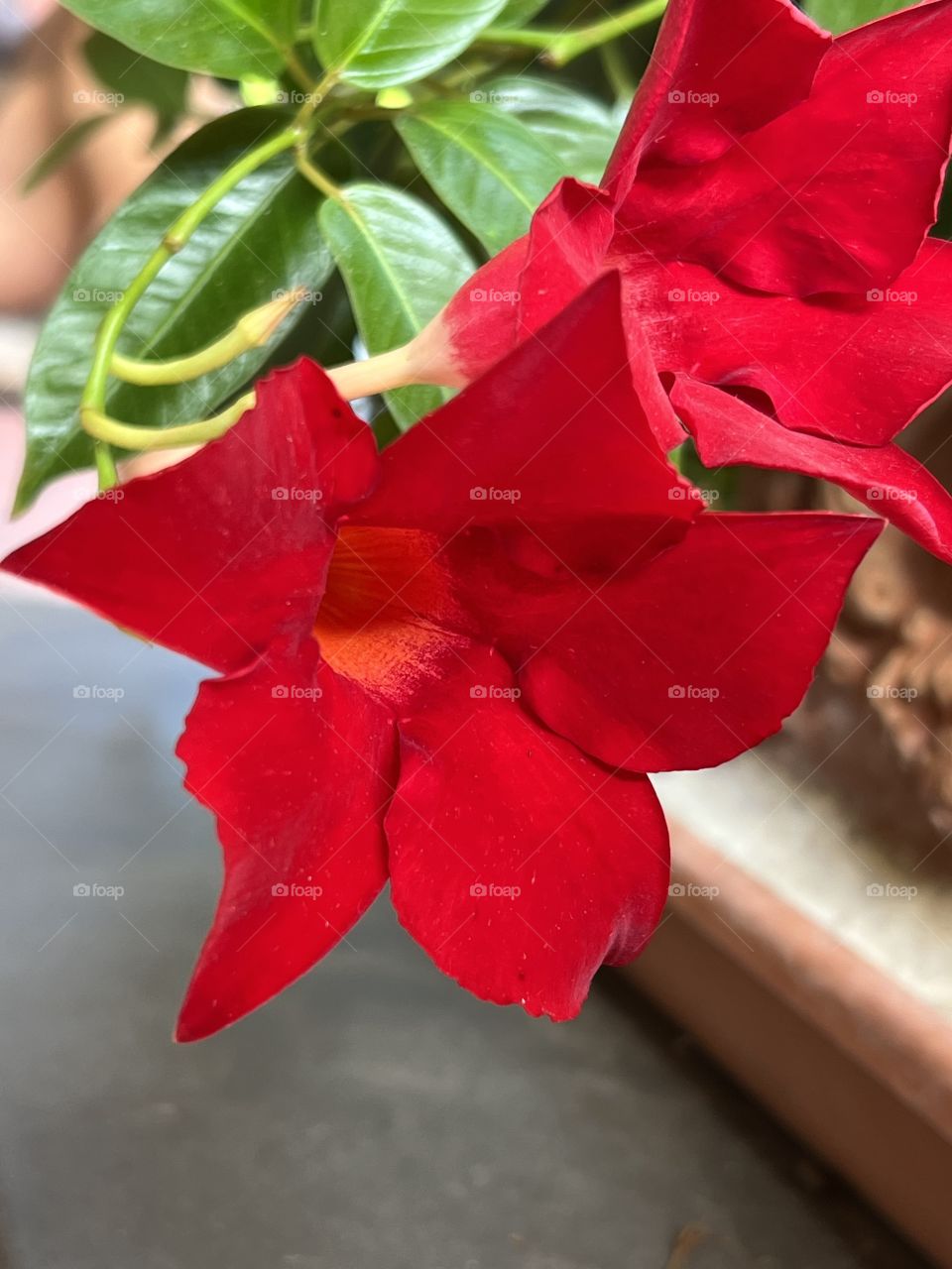 Fiore a campana rosso