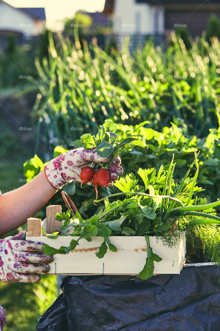 Woman working in a home garden in the backyard, picking the vegetables and put to wooden box. Candid people, real moments, authentic situations