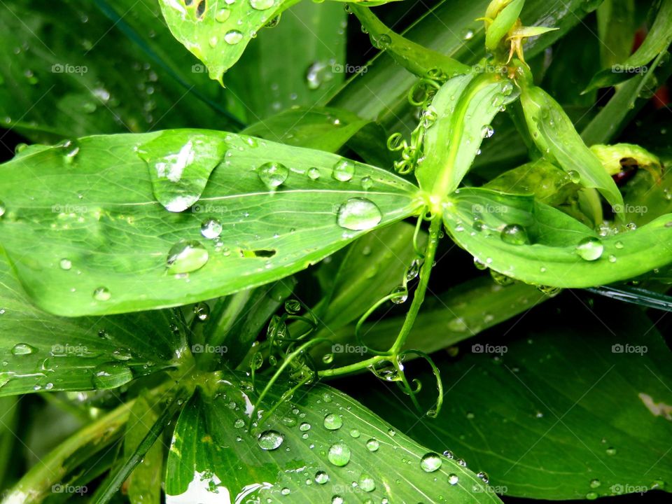 Water drop on leaf