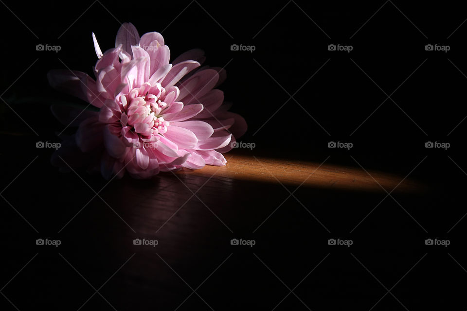 lonely flower. a flower on a dramatic light