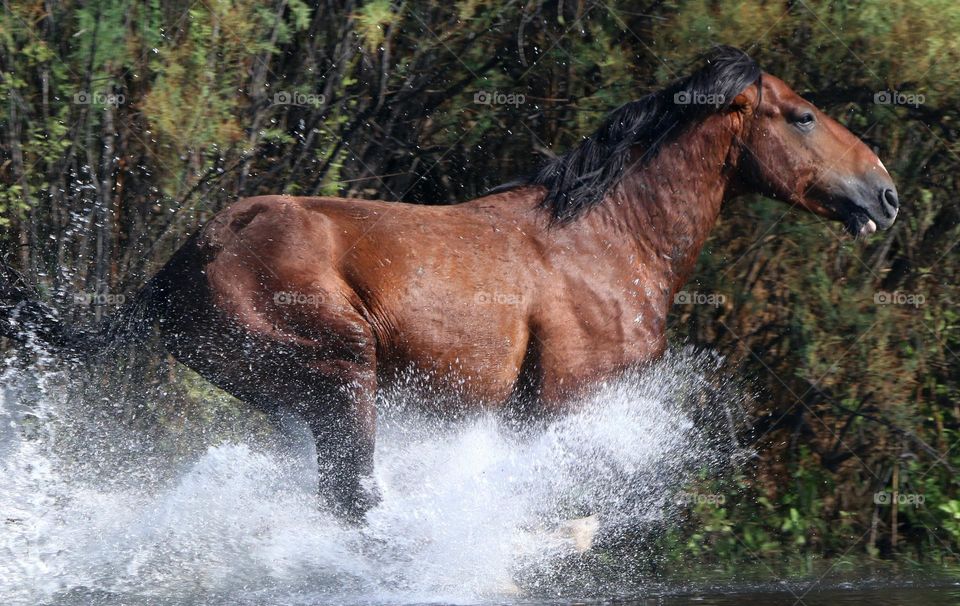 Wild Stallion Running in River