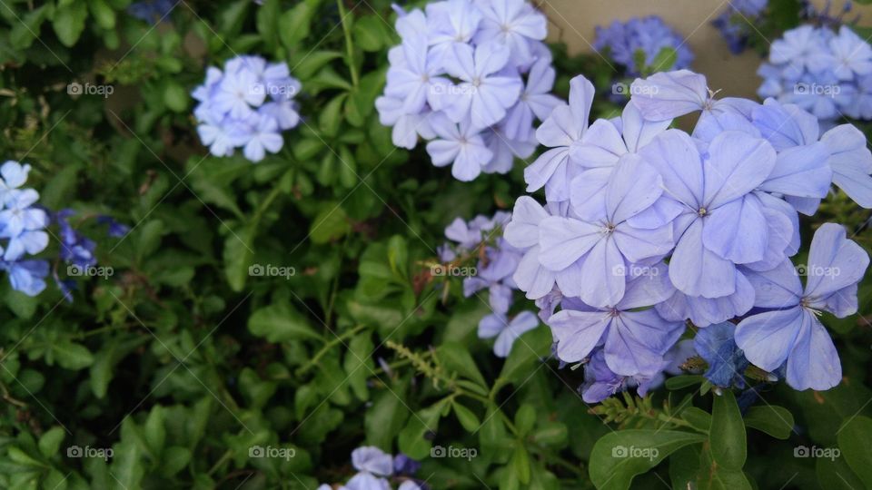 neighborhood flowers garden,violet lovely flowers to see..