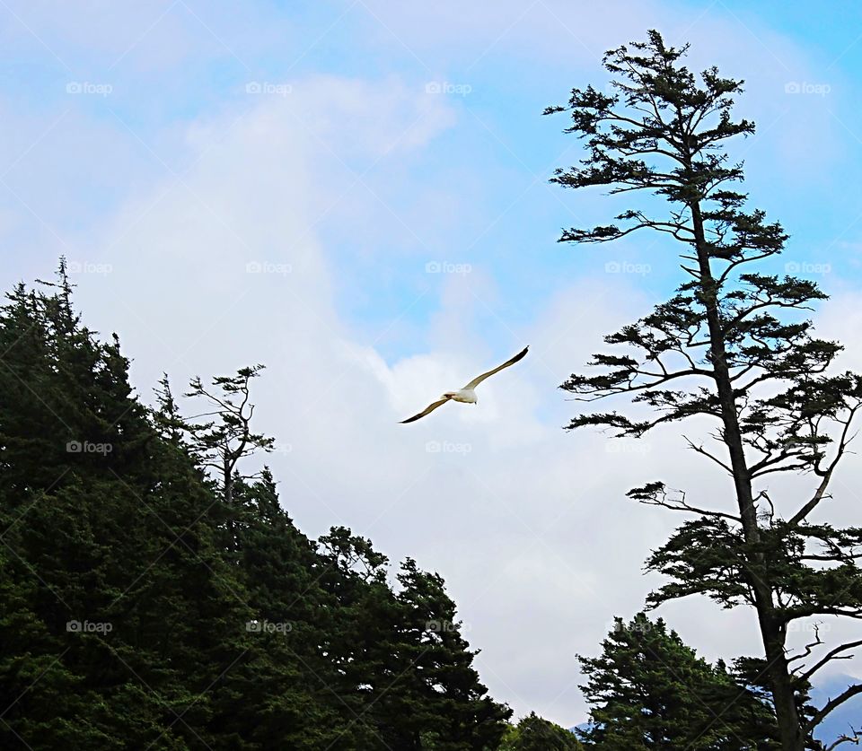 A seagul soaring over a mountain and it's treetops.