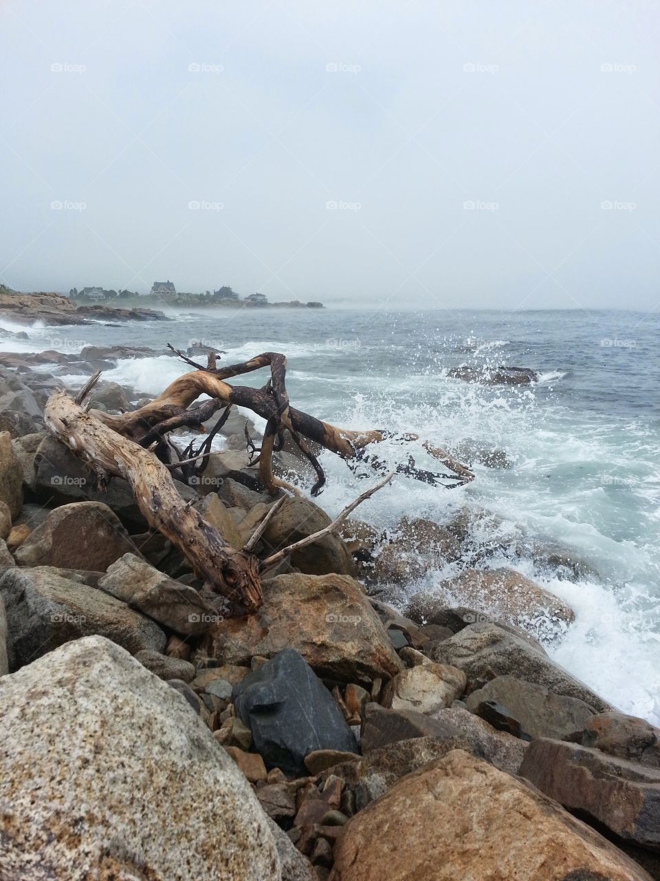 driftwood . a huge piece of driftwood washes up after a storm