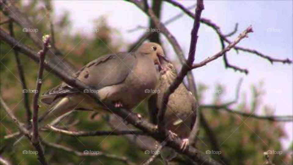 Momma feeding Baby Mourning Dove