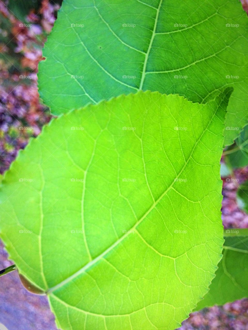 Leaf 