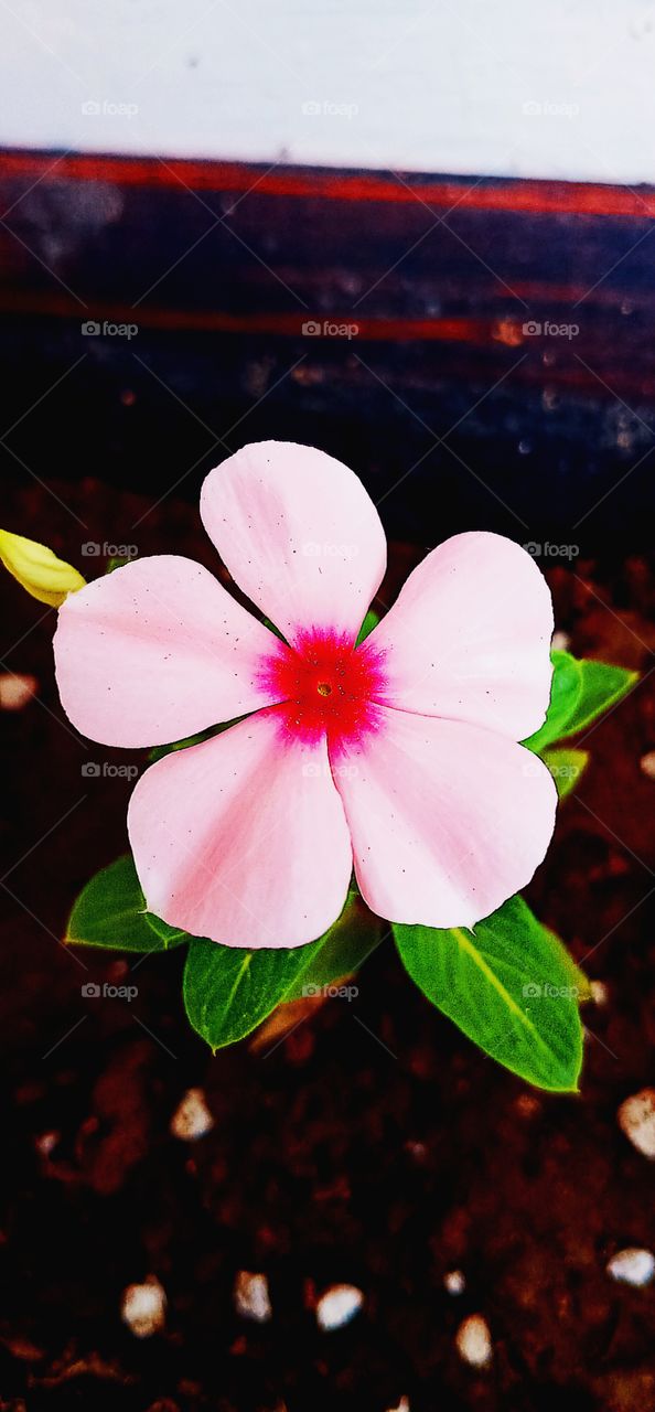 pink flower