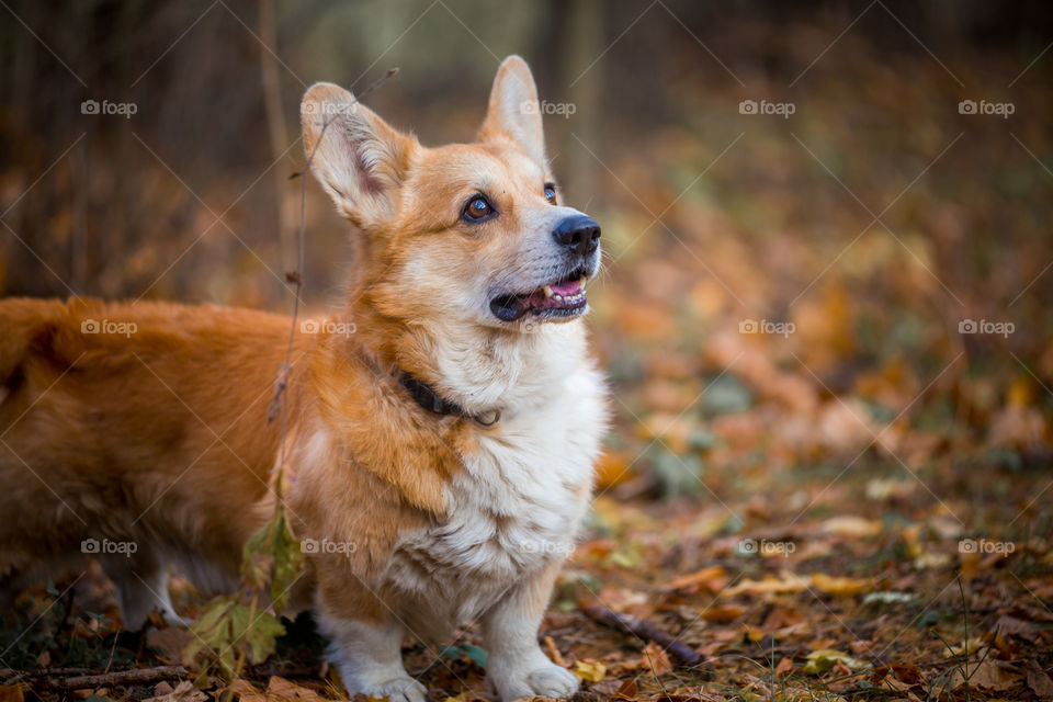 Welsh corgi pembroke in autumn park 