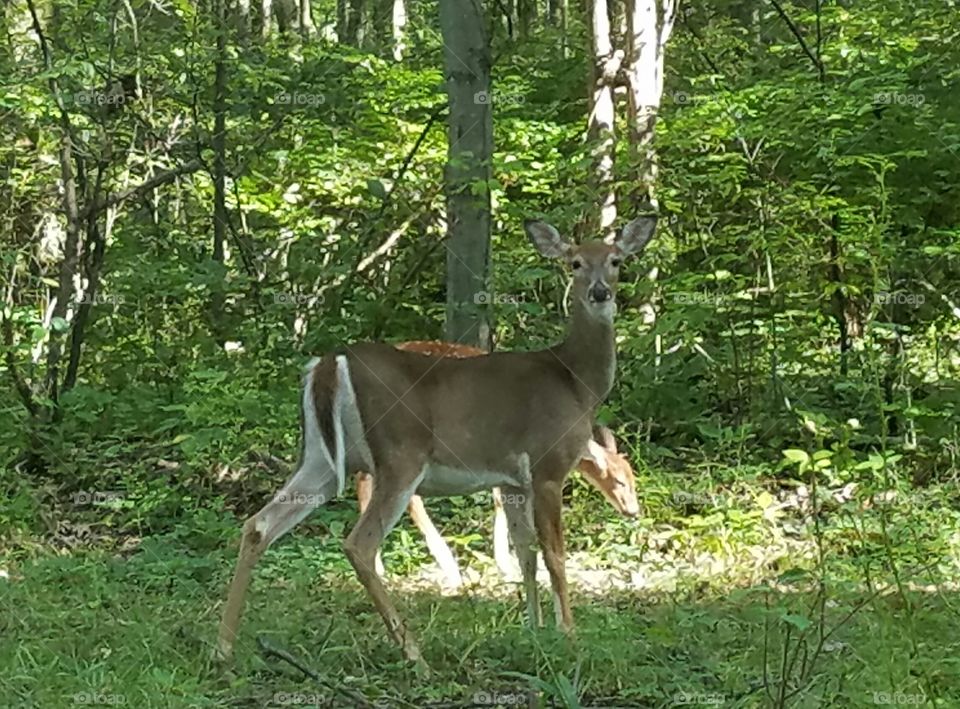 mama Doe watching over her fawn at Keystone Park