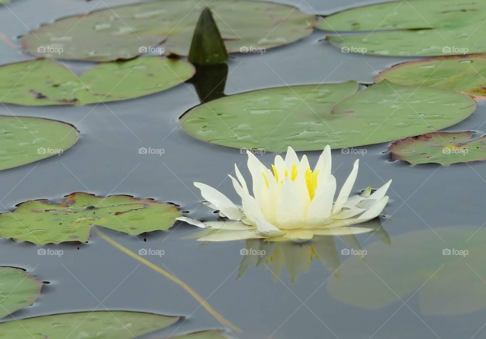 Lilypad and dark skys