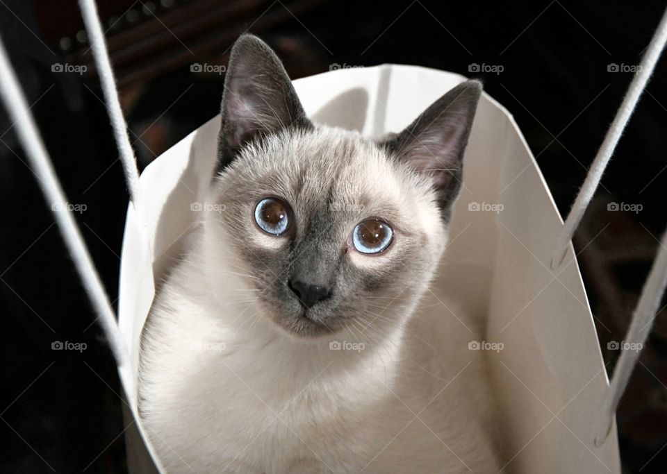 Blue Siamese cat's eyes