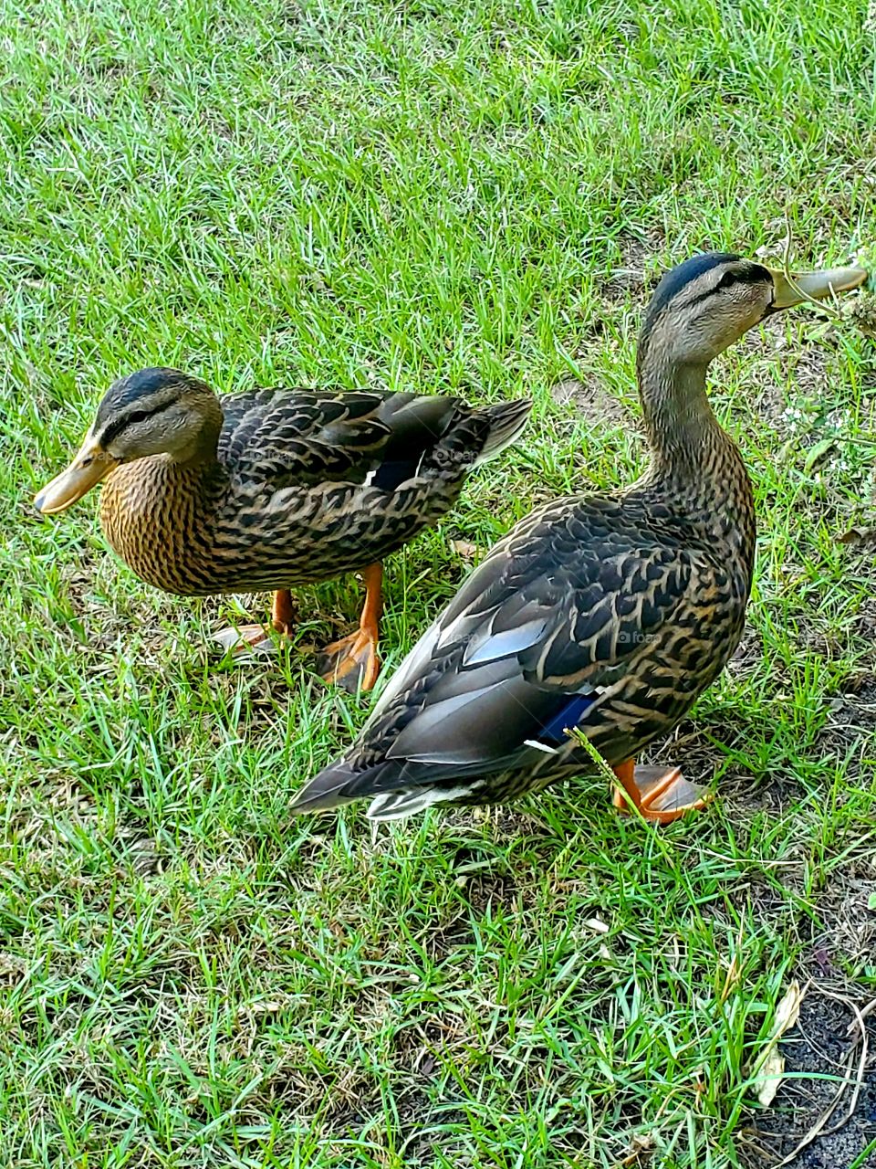 My duck visitors daily for a treat and my flowers to eat.