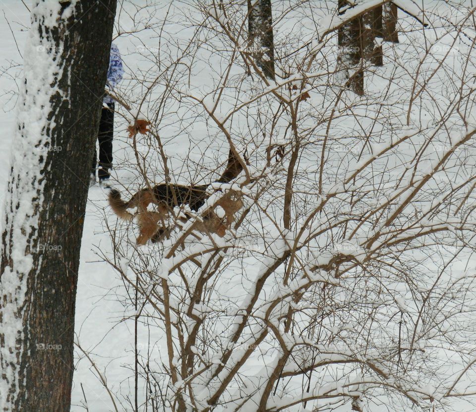 Tree, Winter, Snow, Wood, Nature