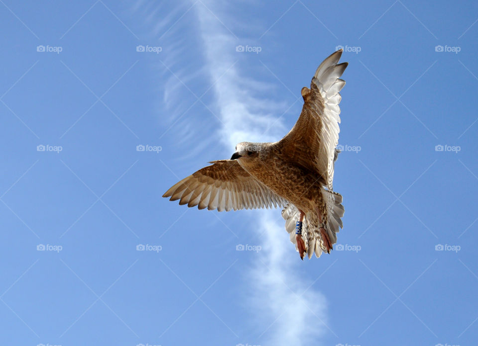 Seagull flying in sky