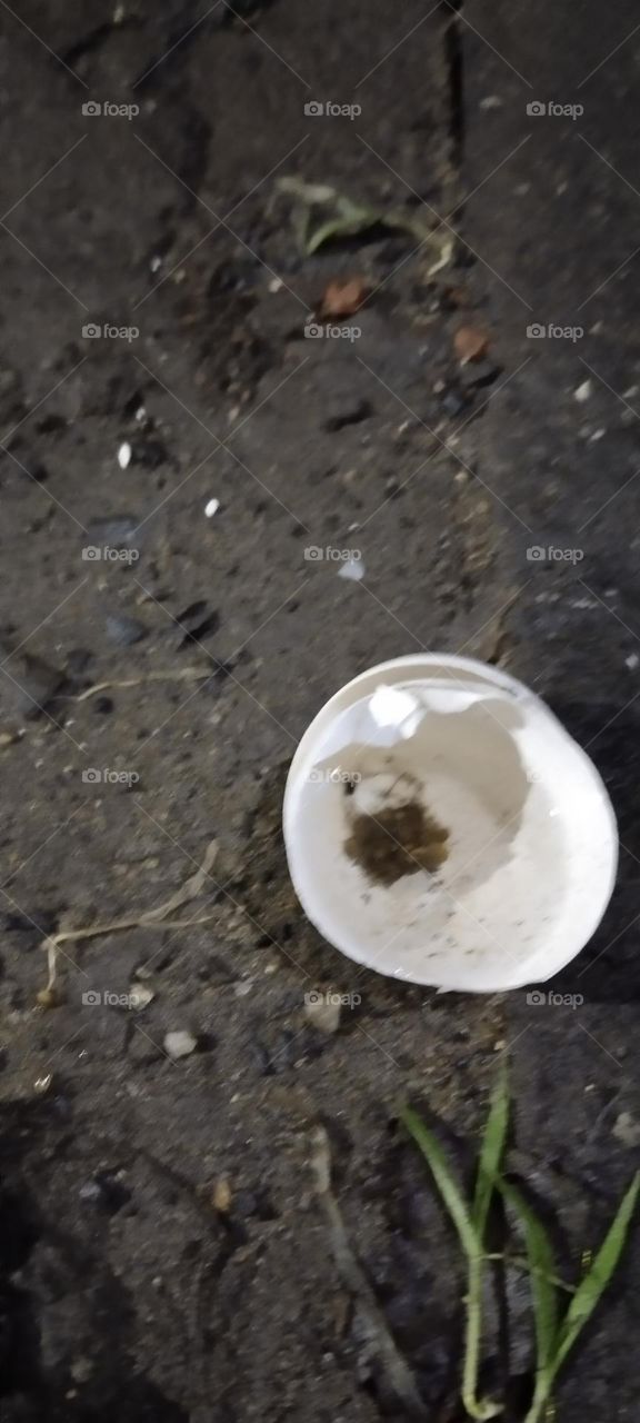 Half circle egg. It stayed empty.