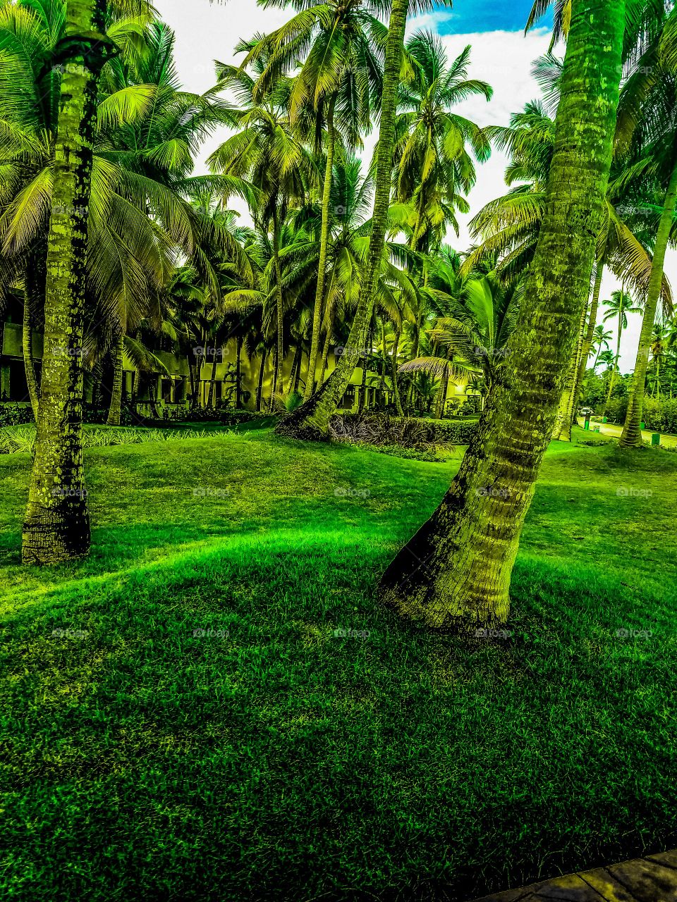 Green - Dominican Republic 