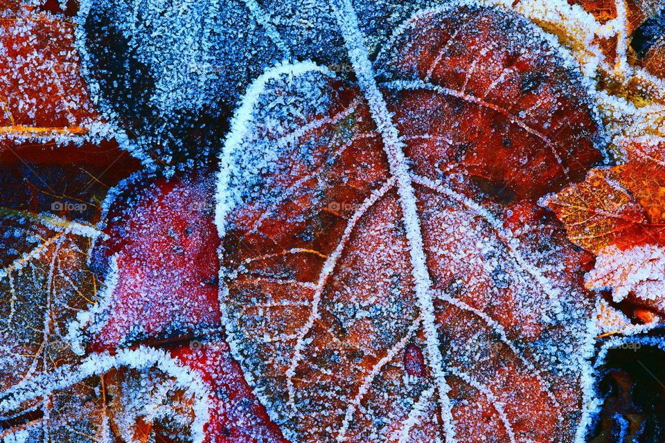 Красавица зима