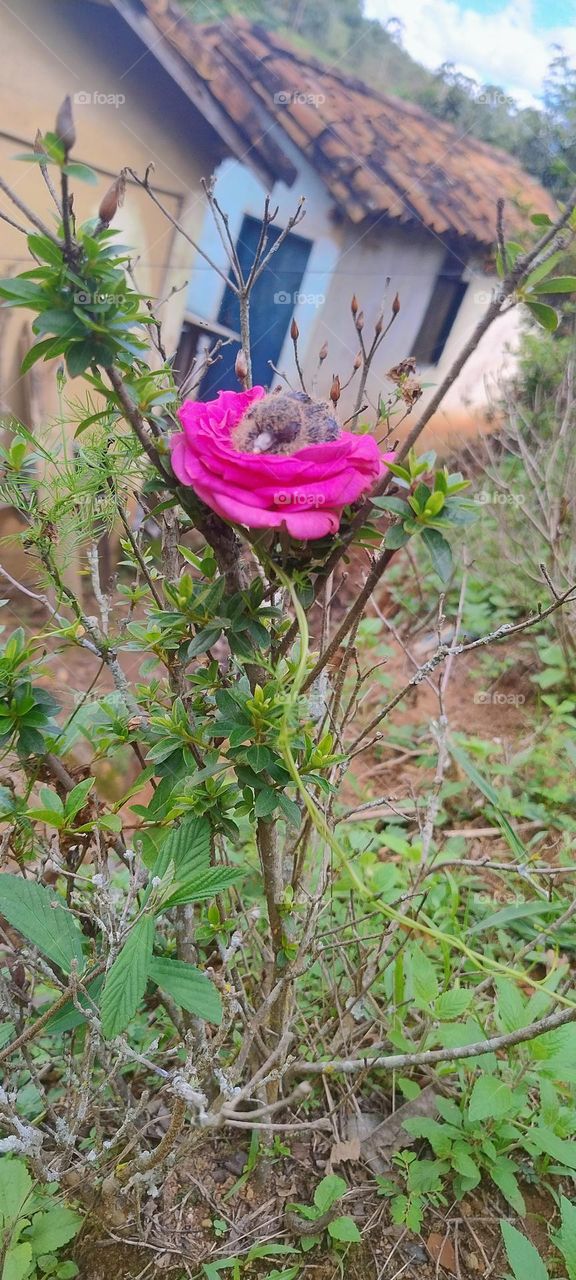bird's nest in the flower