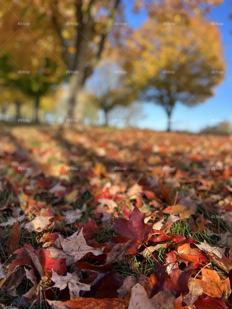 Falling for fall