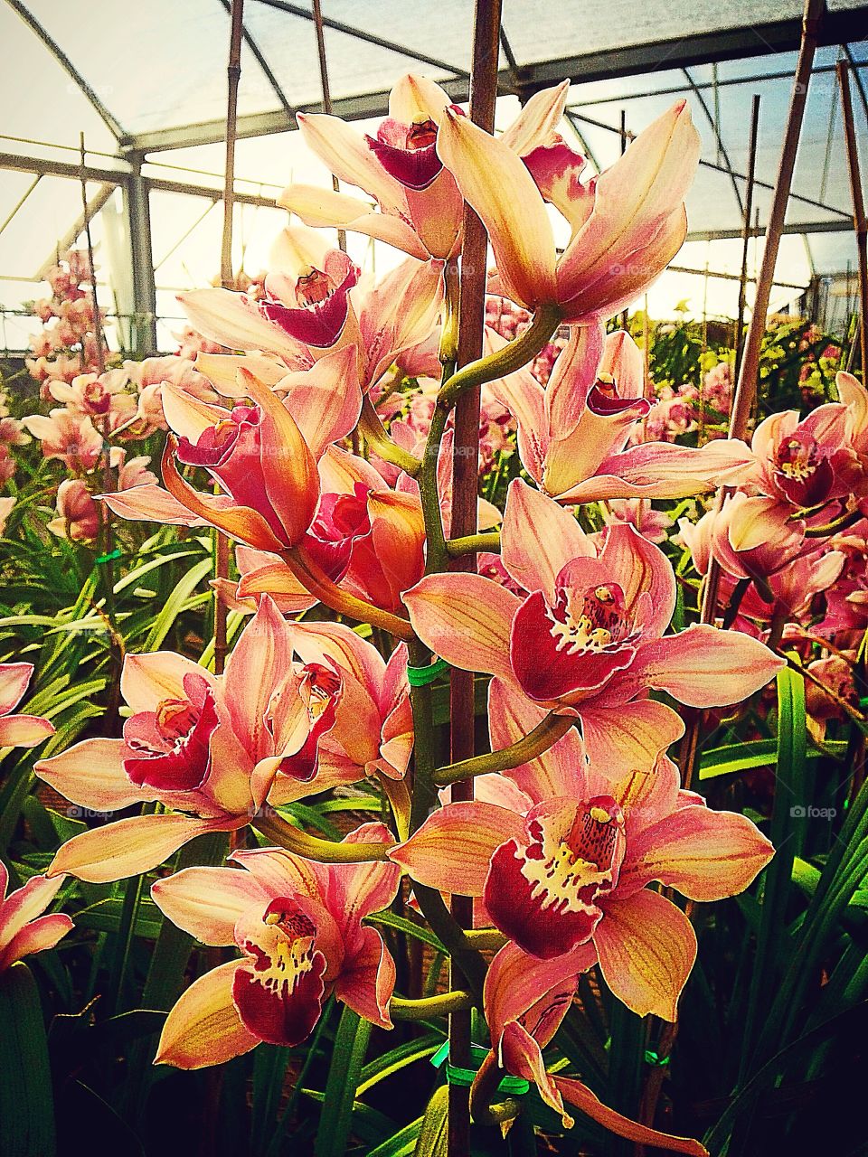 Orchids