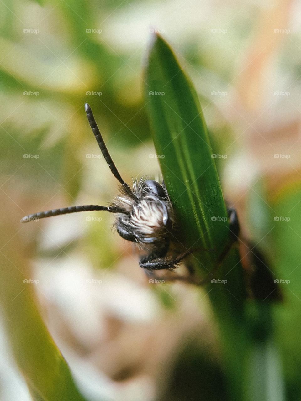 A macro photo of an insect's face among the grass