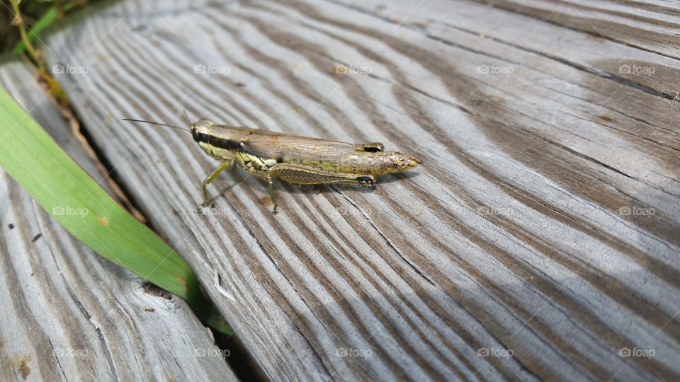 Hop to It. A cricket on a wetland path