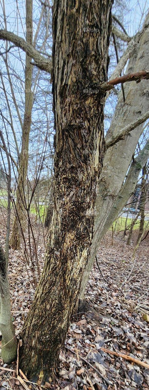 I swear I see Big Foot In That Tree!!