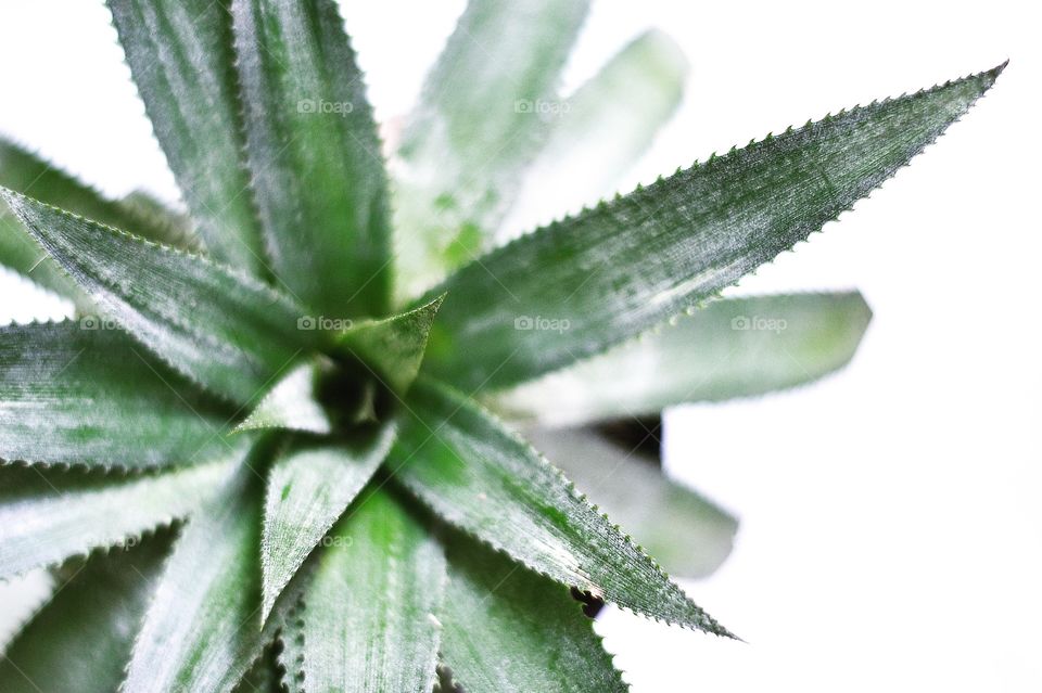 Close-up of pineapple leaf
