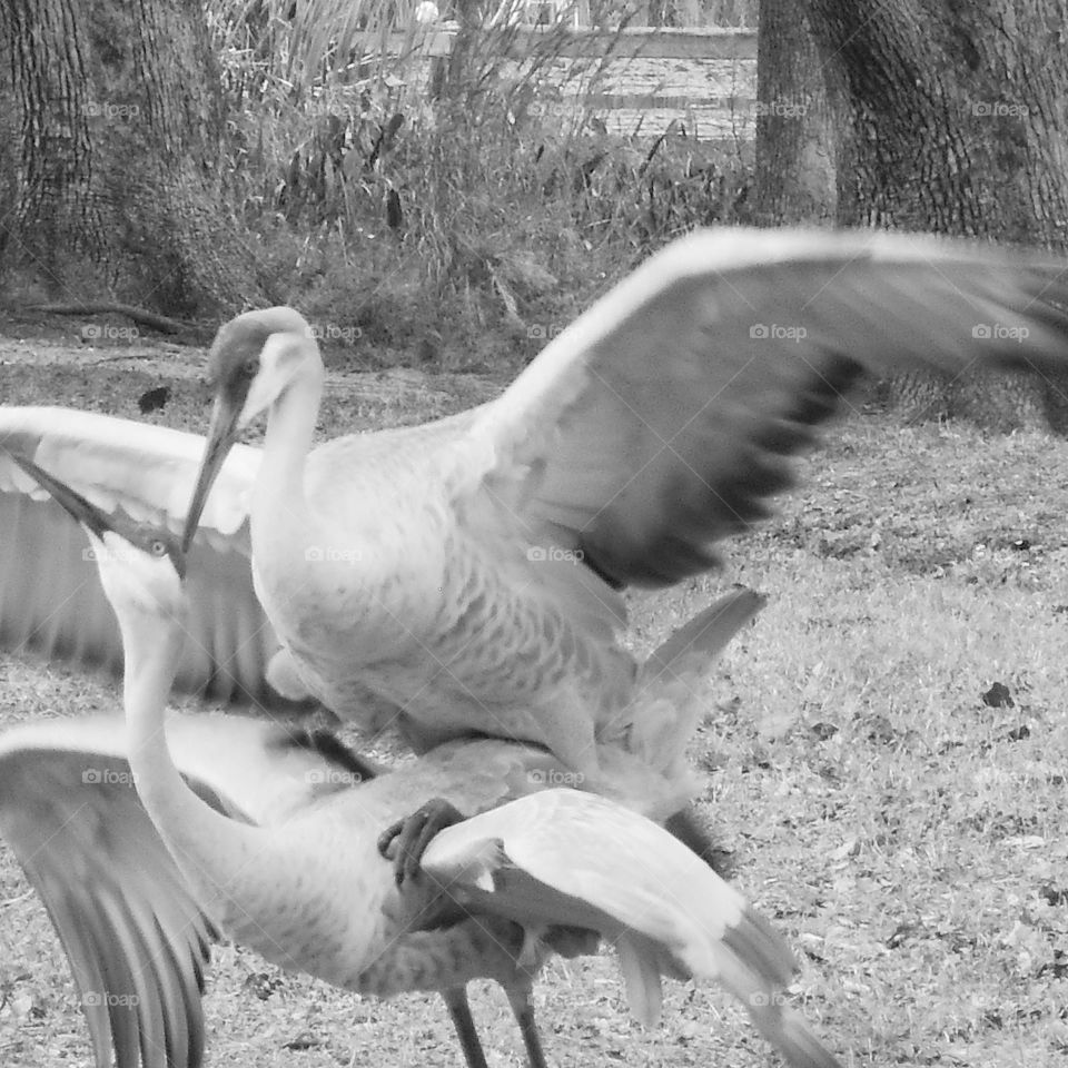 A black and white photo of two sand hill Cranes mating at Red Bug Lake Park in Central Florida.