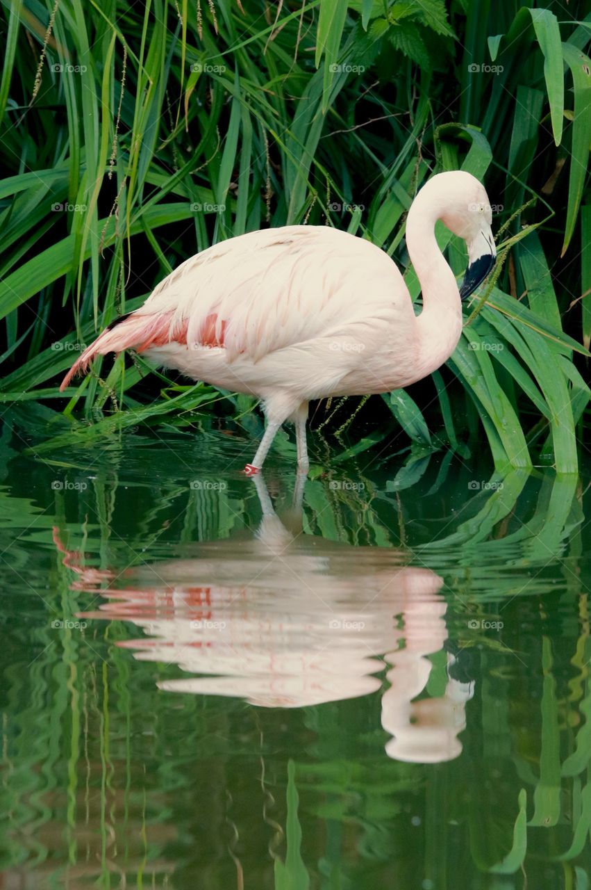 flamingo