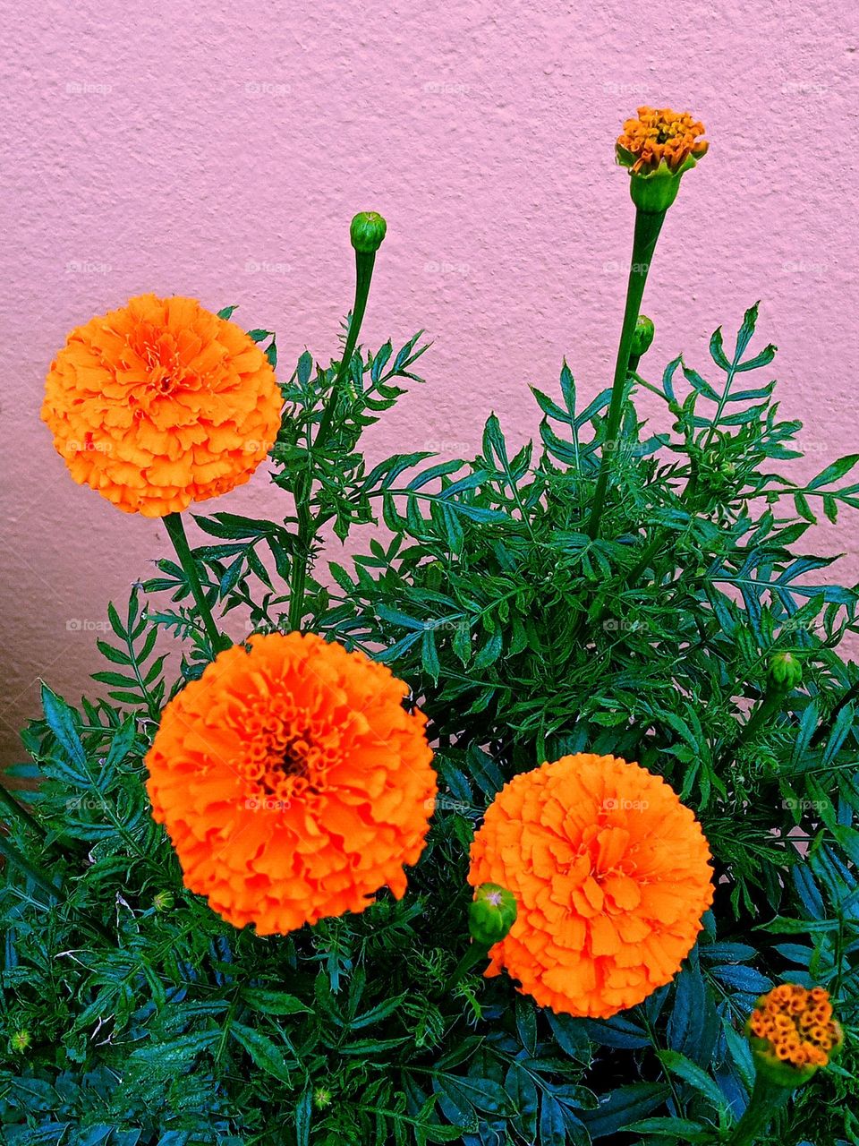 beautiful orange🟠 marigold flowers🌸🌺🌻🌹🌷🌼💐 in our garden