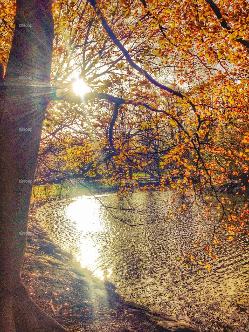 Sunlight through Autumn tree