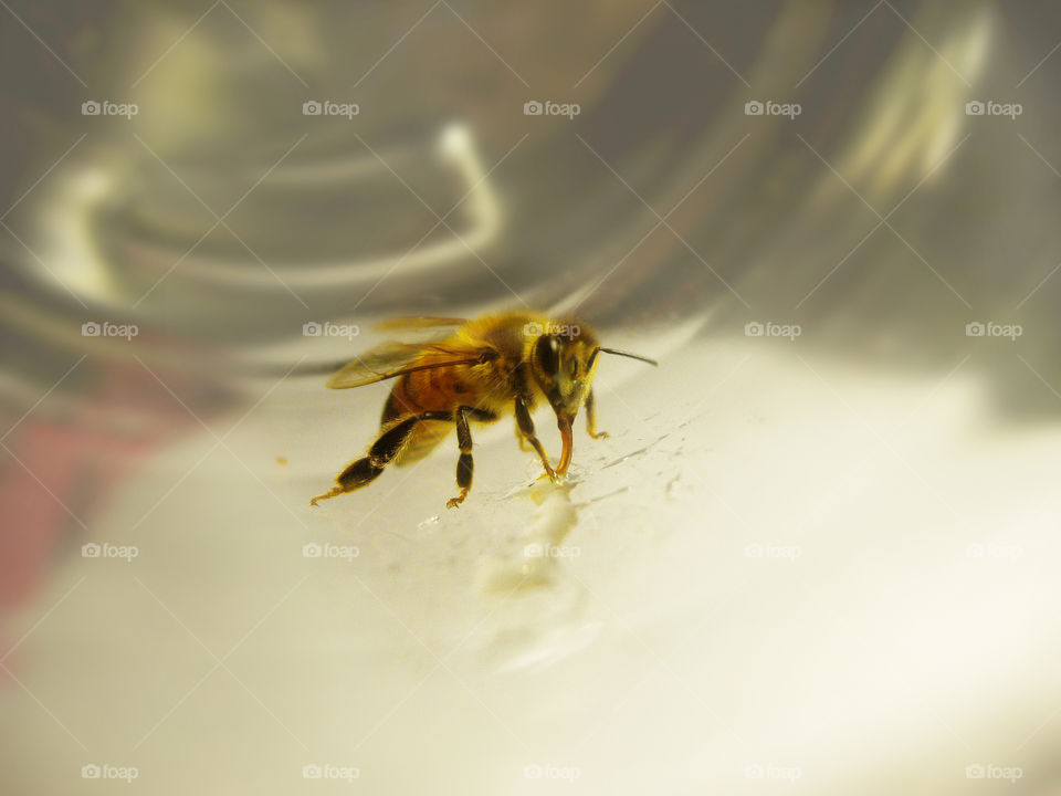 Honeybee drinking honey