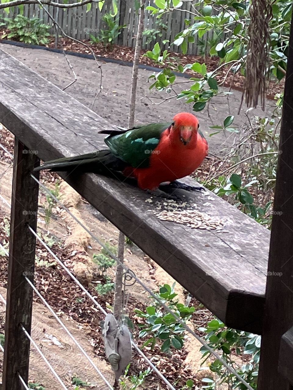 Red Parrot