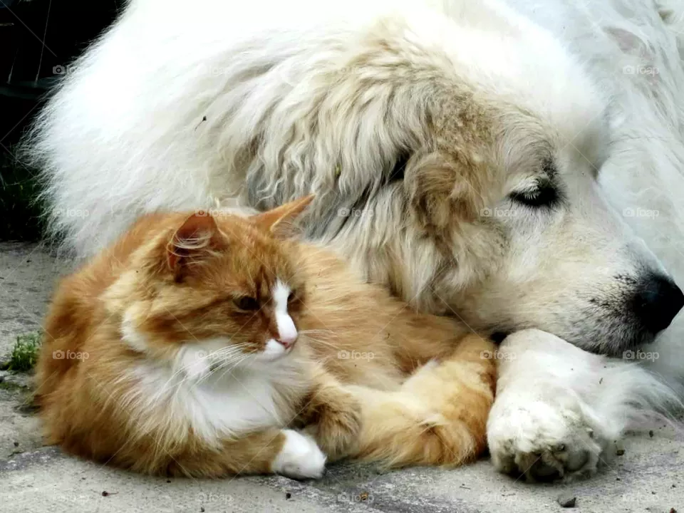 LOVE PETS.
