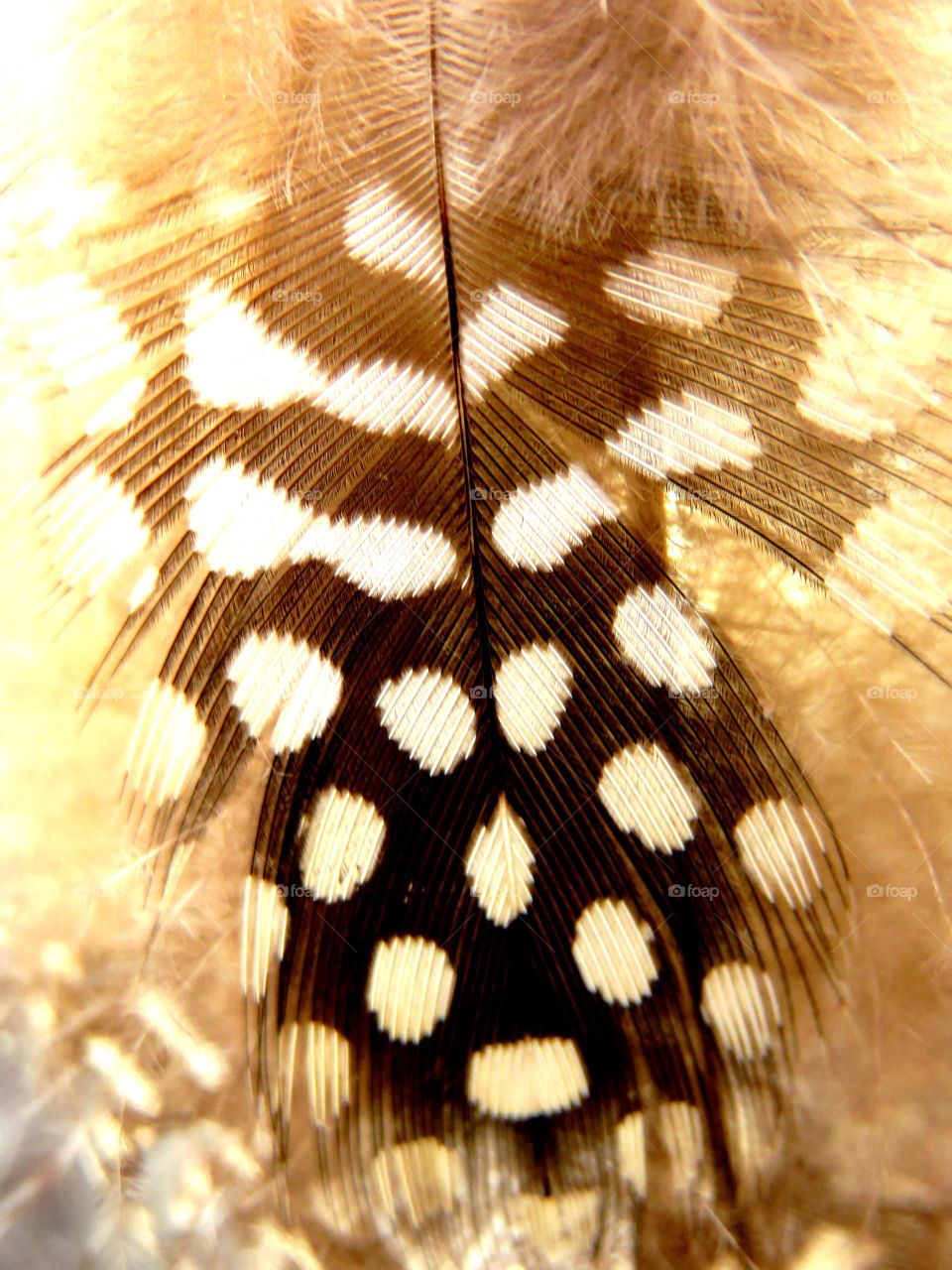 turkey feather