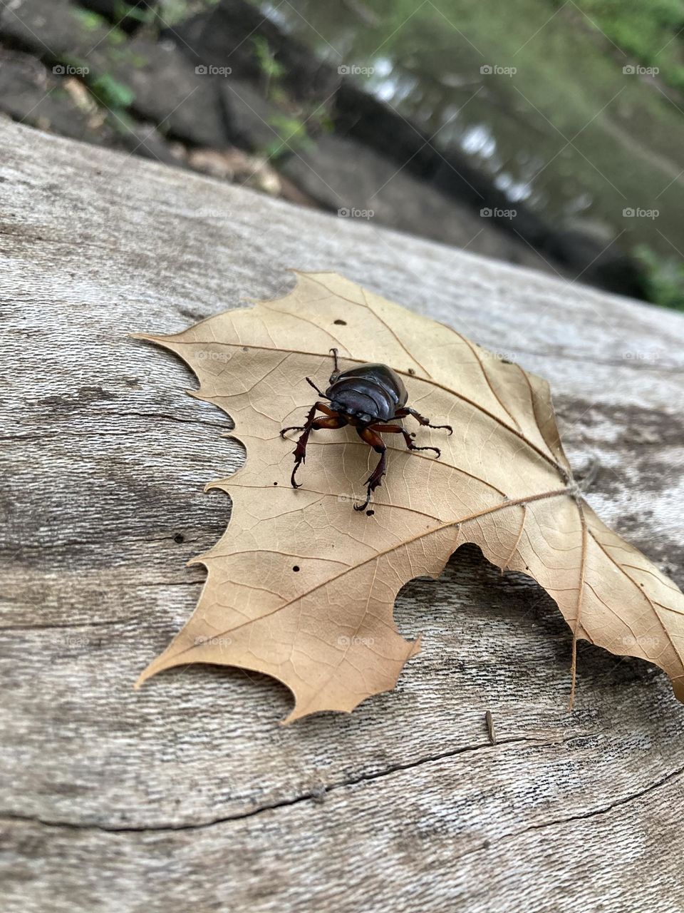 Beetle chillin on a leaf 