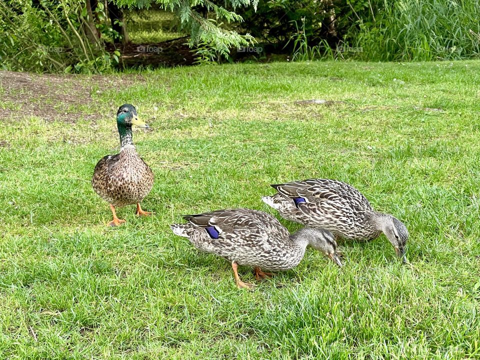 Three ducks on the green grass 