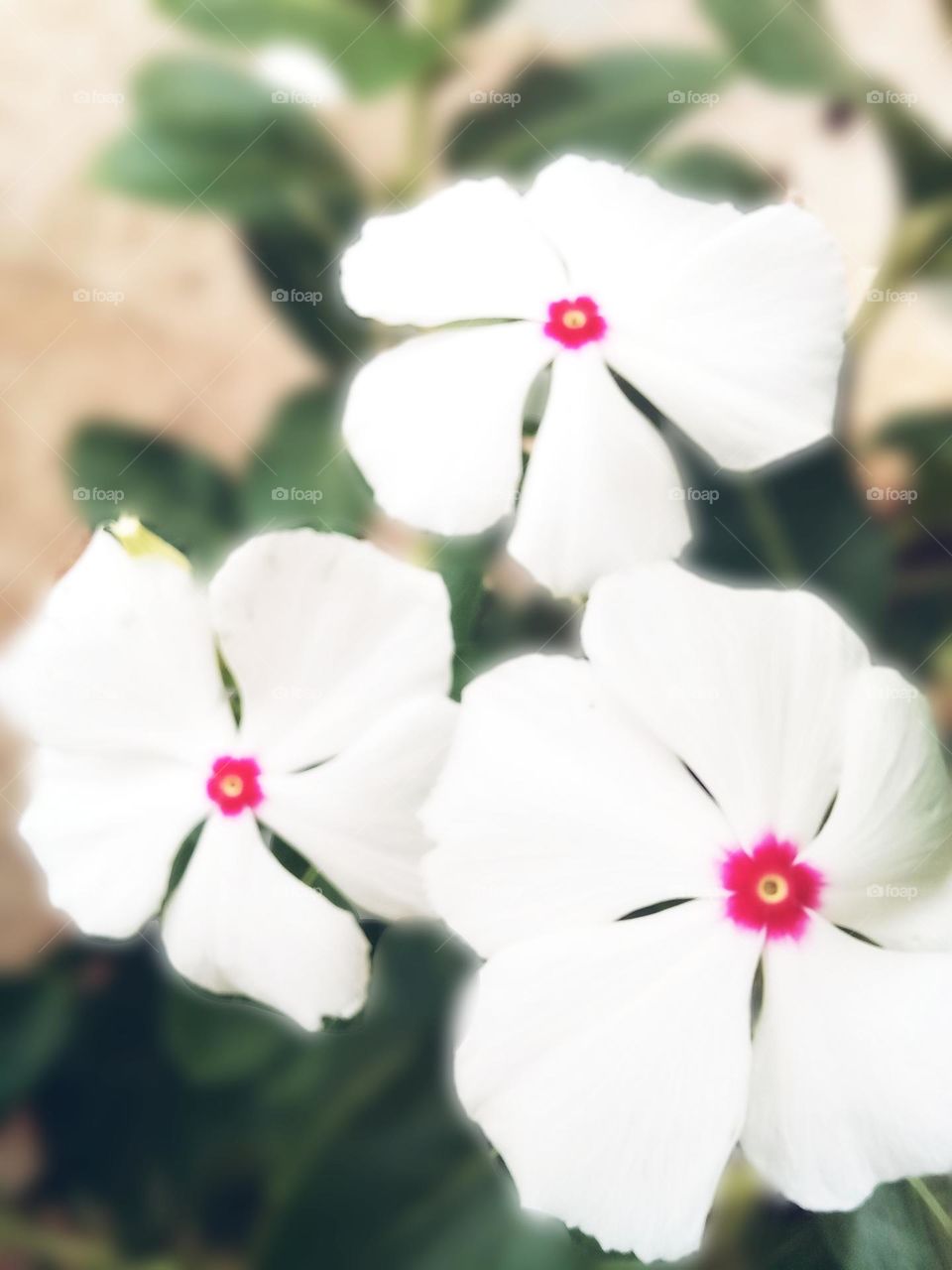 Let's be like flowers: watered by rain... guided by the sun!!! 1st day of the year