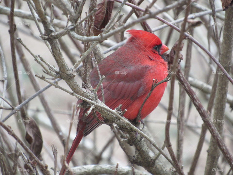 Puffed up Cardinal