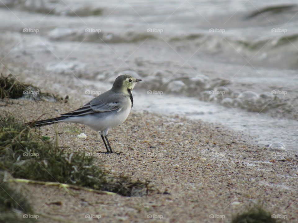 трясогузка