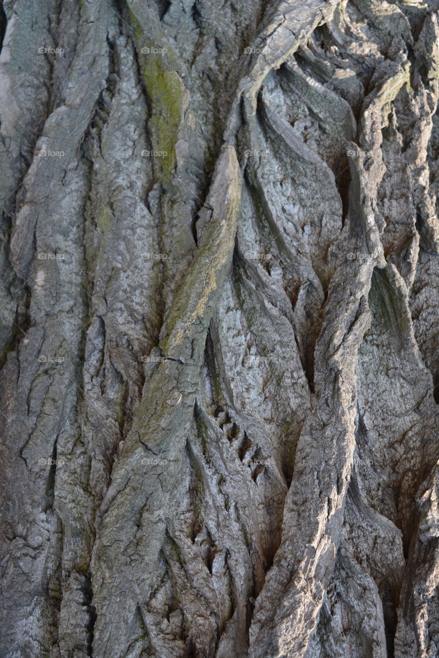 No Person, Nature, Desktop, Tree, Old